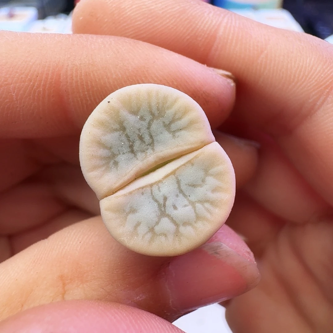 多肉植物福利饼干370