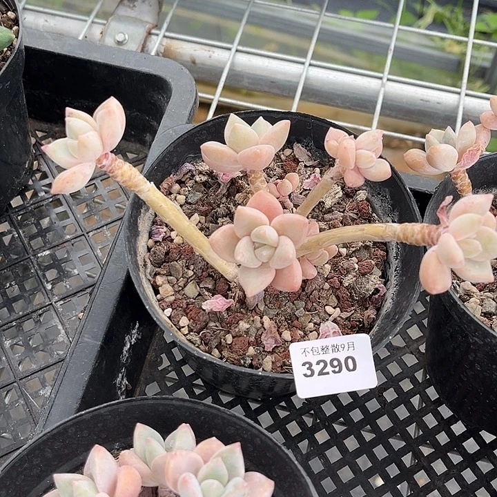 阿雅园艺。         3290龙蛋