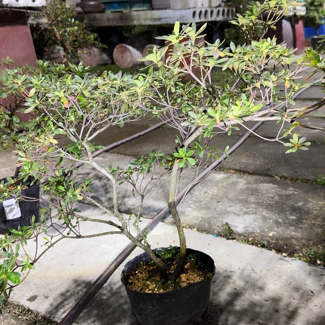 完全开放盲盒有花朵