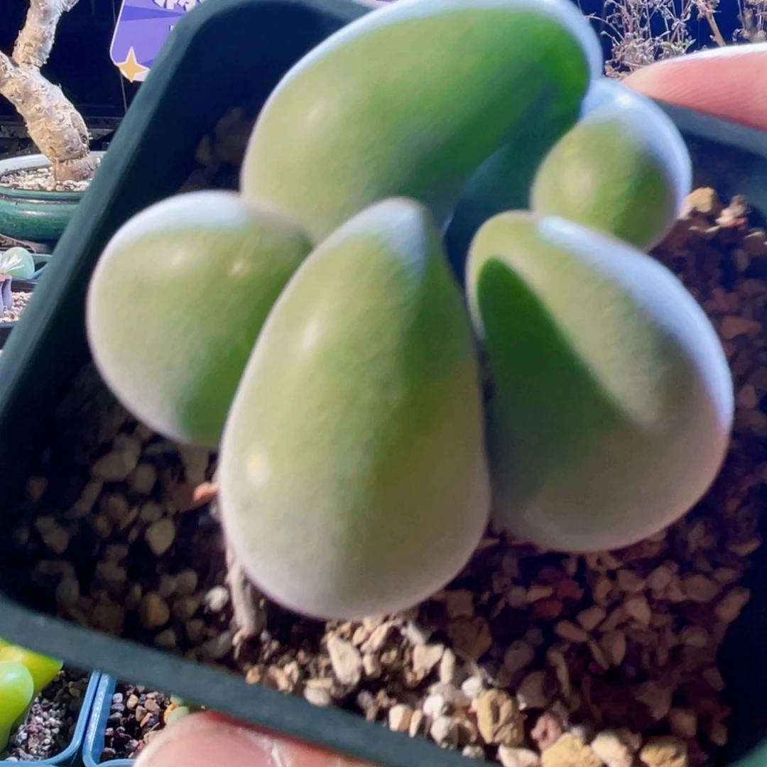 宝辉植物一物一拍