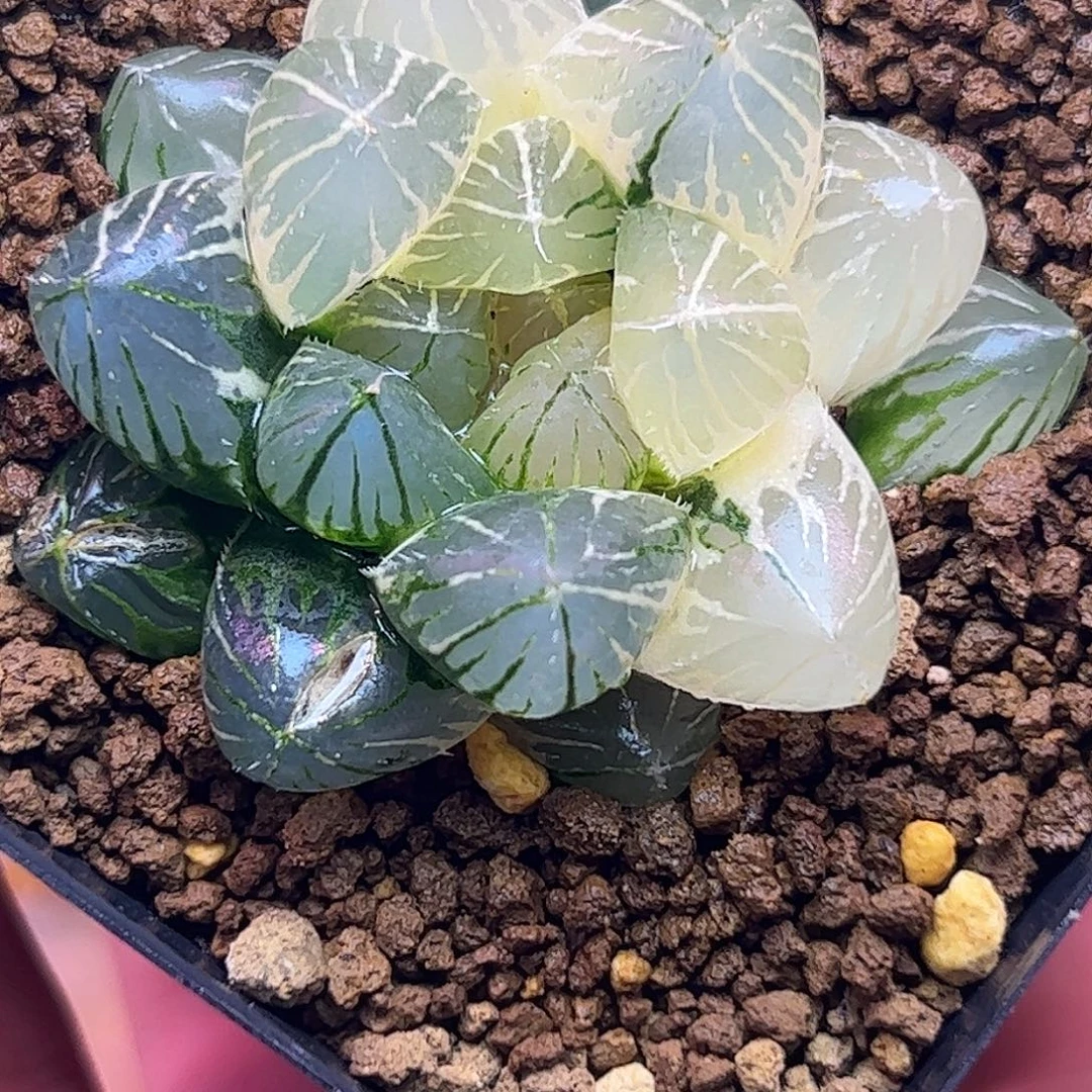 龙爪锦十二卷多肉植物