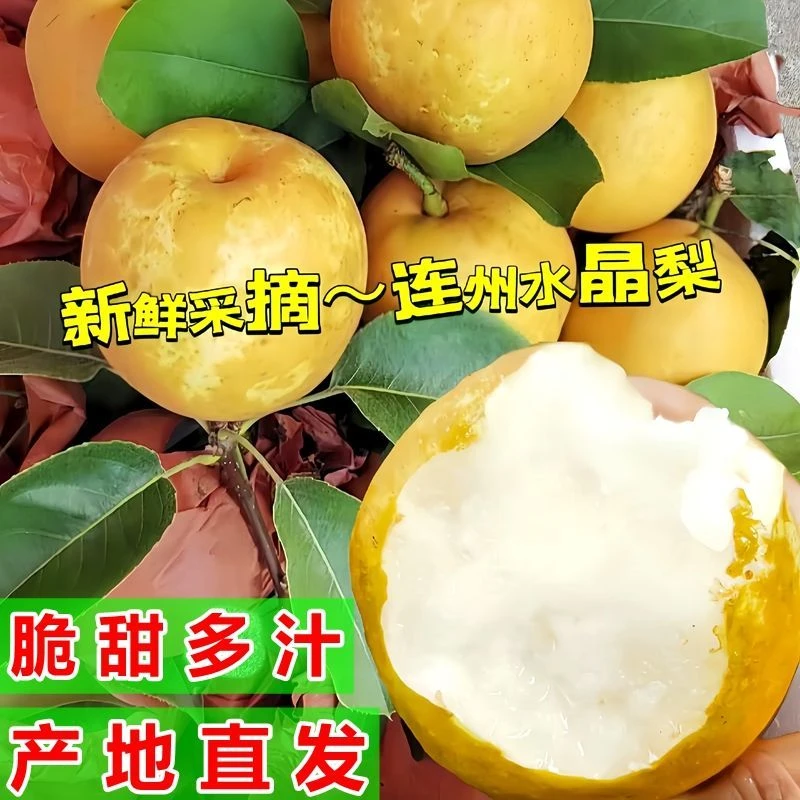 源自连州长寿之乡正宗广东连州水晶梨翠冠梨脆甜爽口水嫩多汁