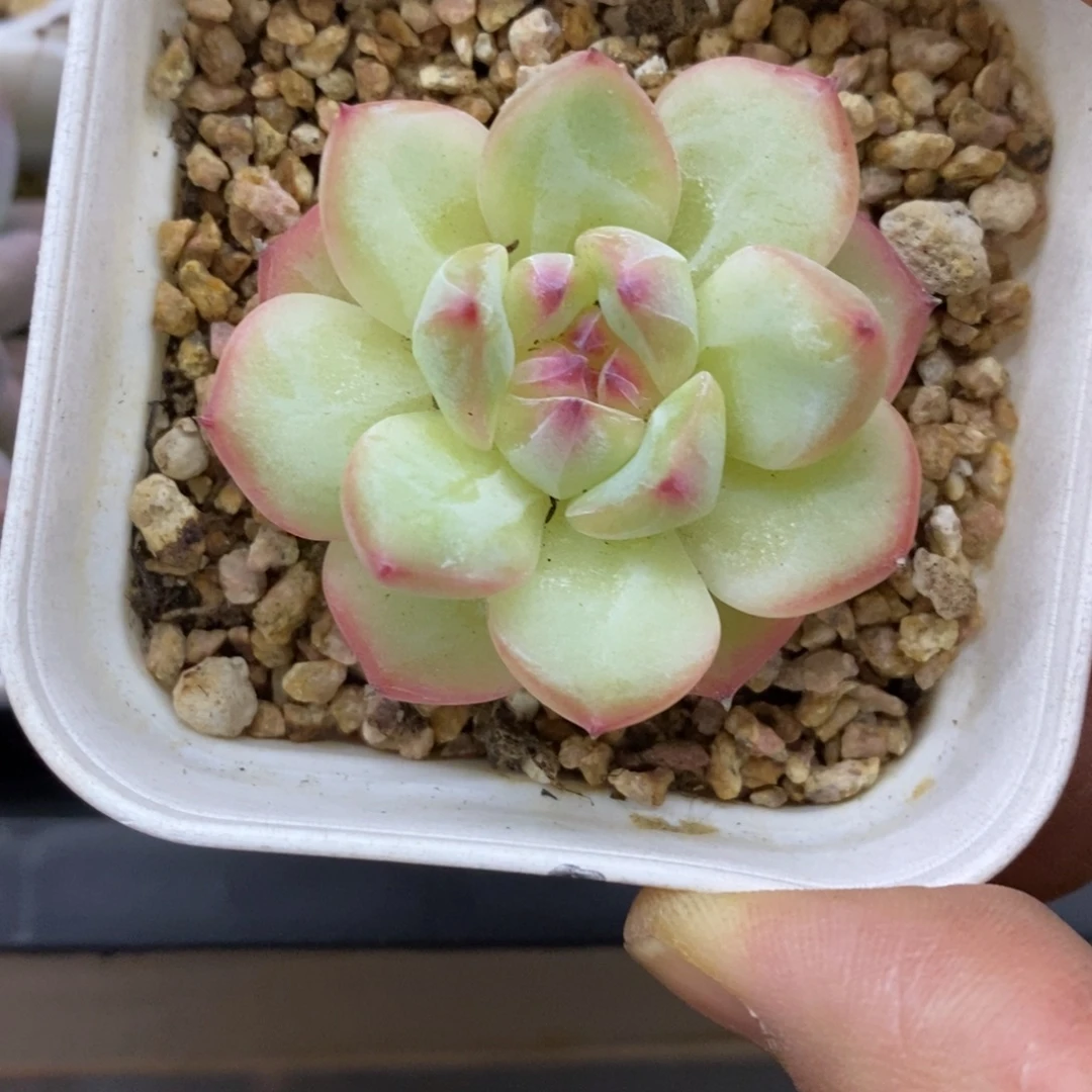 精品多肉一物一拍不包整29