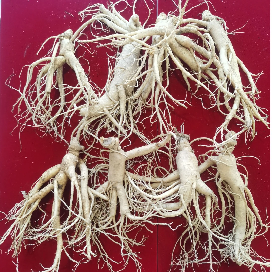 新鲜人参 微残人参 长白山人参 8-12支装（1斤）自用 泡酒 切片