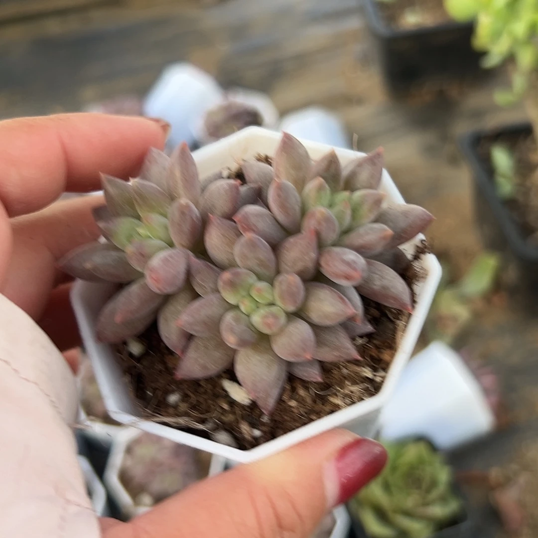 多肉植物车厘子群