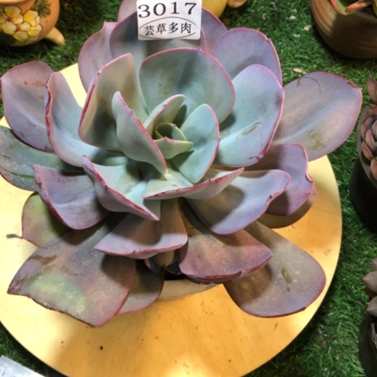 布鲁克林的蓝，3017，一物一拍