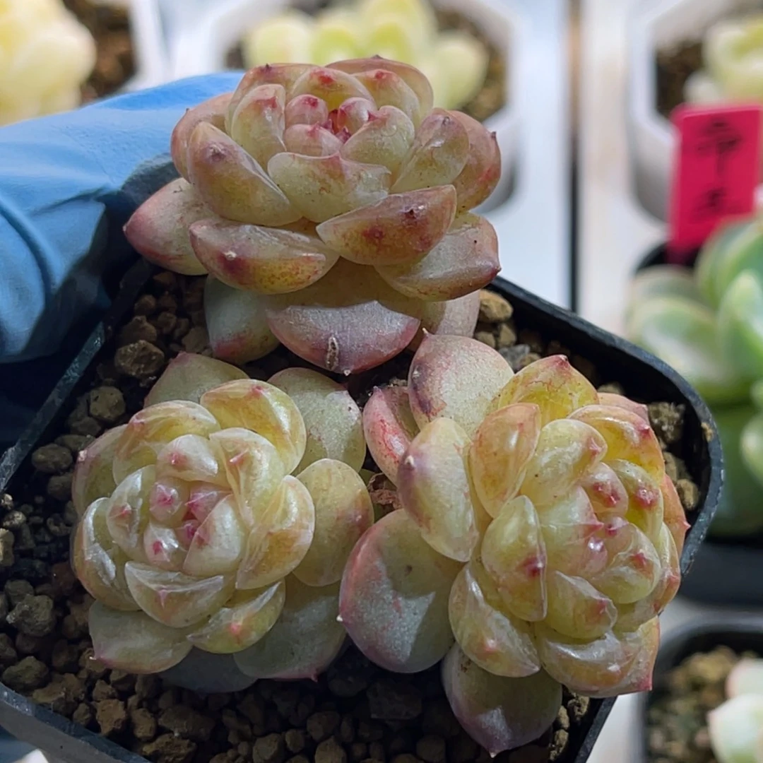 甜心146 三头 多肉植物