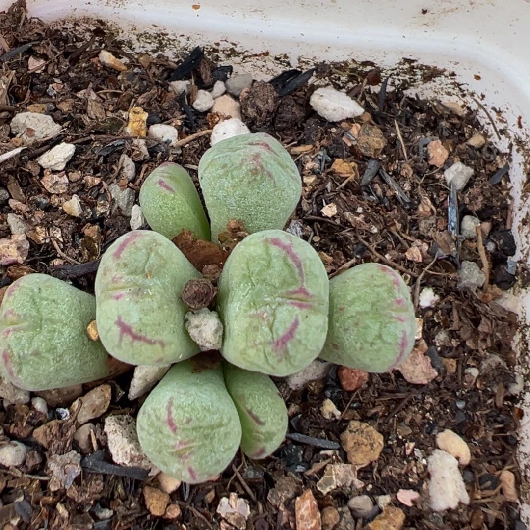 103多肉植物百科植物