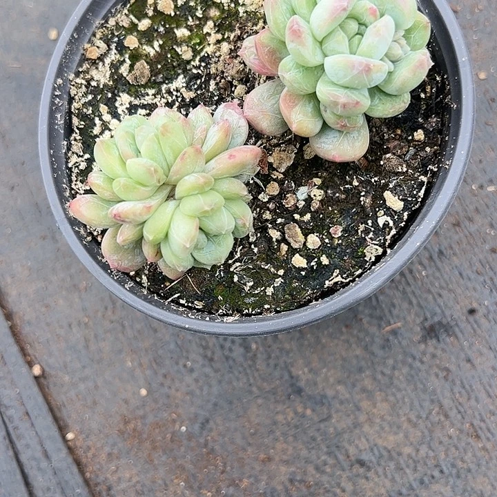 【闪购商品】Y翡翠石化