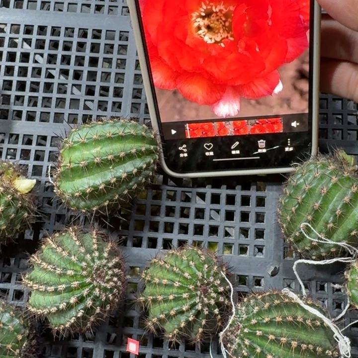 224丽花鲜橙多歪3公分左右无根侧牙斑，20包邮