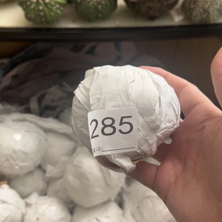 M***d兜星球仙人球285号球