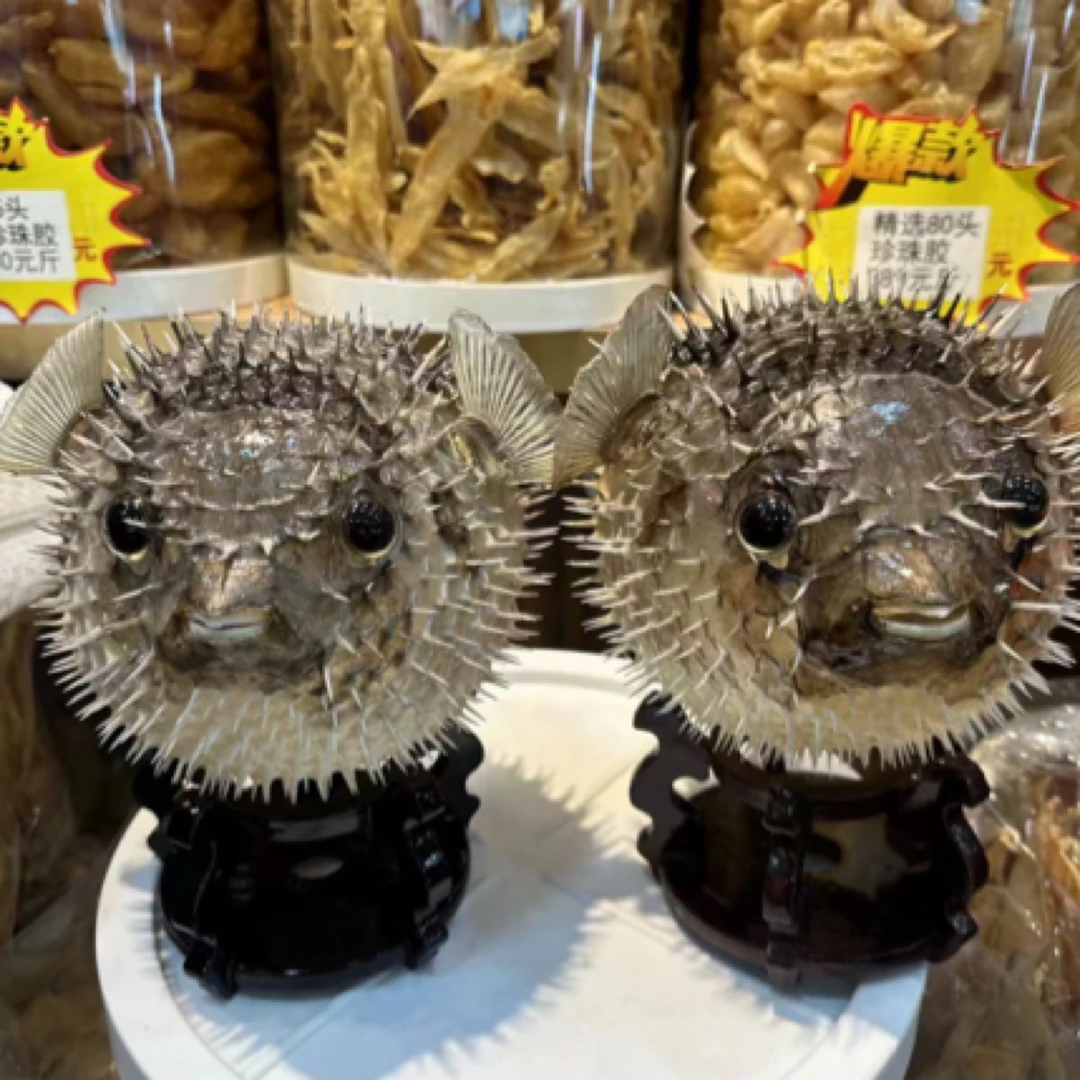 刺乖鱼标本刺豚河豚气泡鱼挂件收藏摆设品标本不能食用摆设刺豚