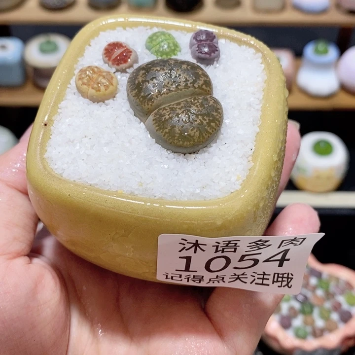 带盆土植物 精美盆栽1054盆微瑕