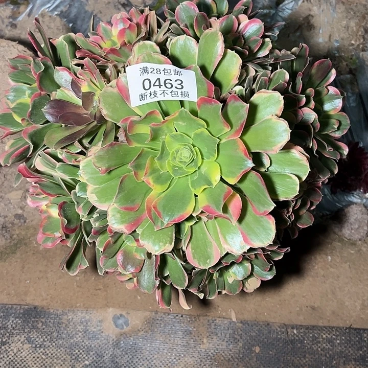 0463特斯拉多肉植物