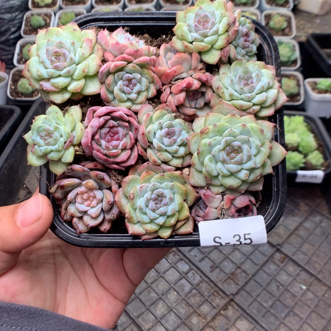 无花朵S35英语英语