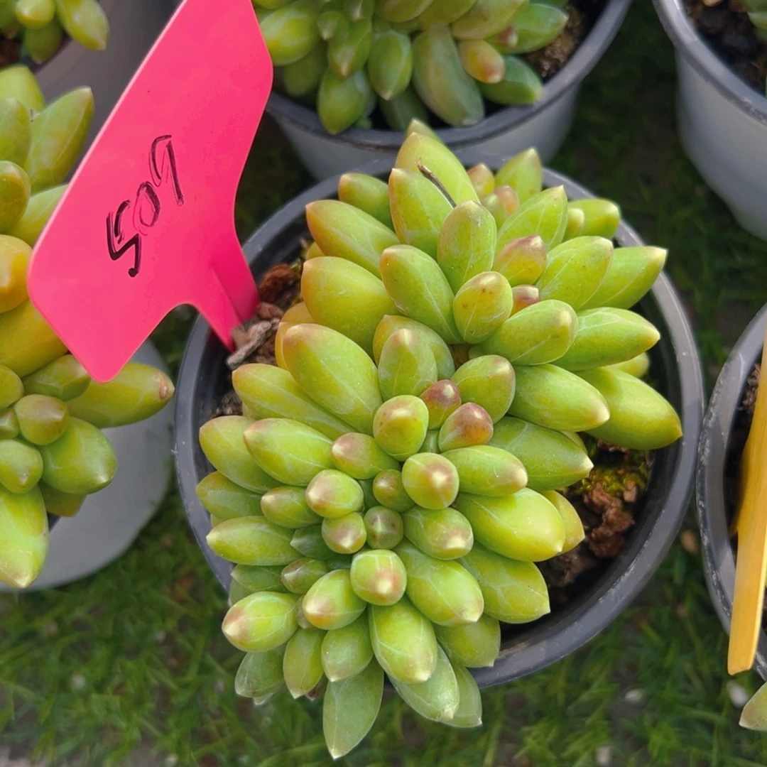 福利来啦打榜打榜打榜