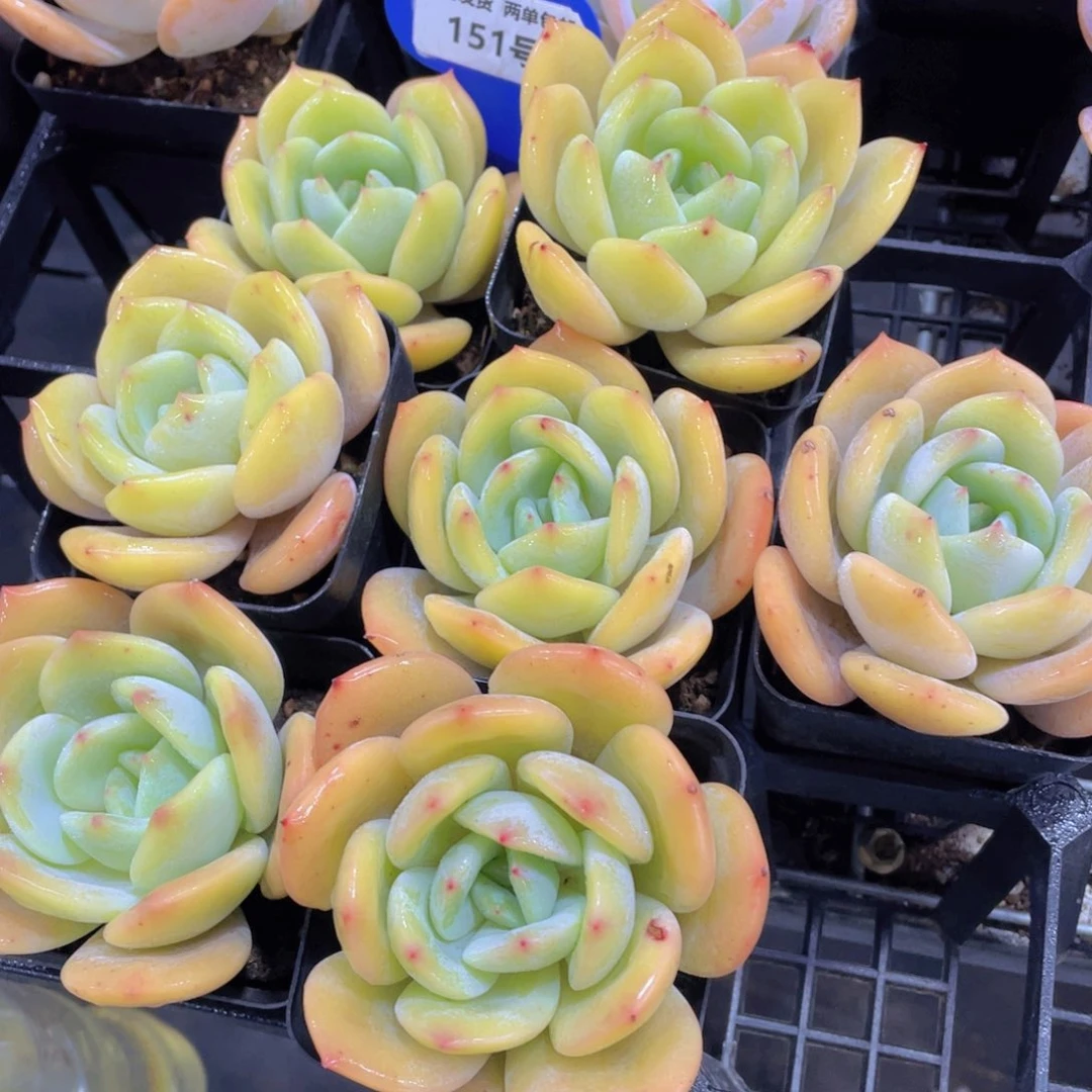 151号宽叶冰透凤橙单头一个