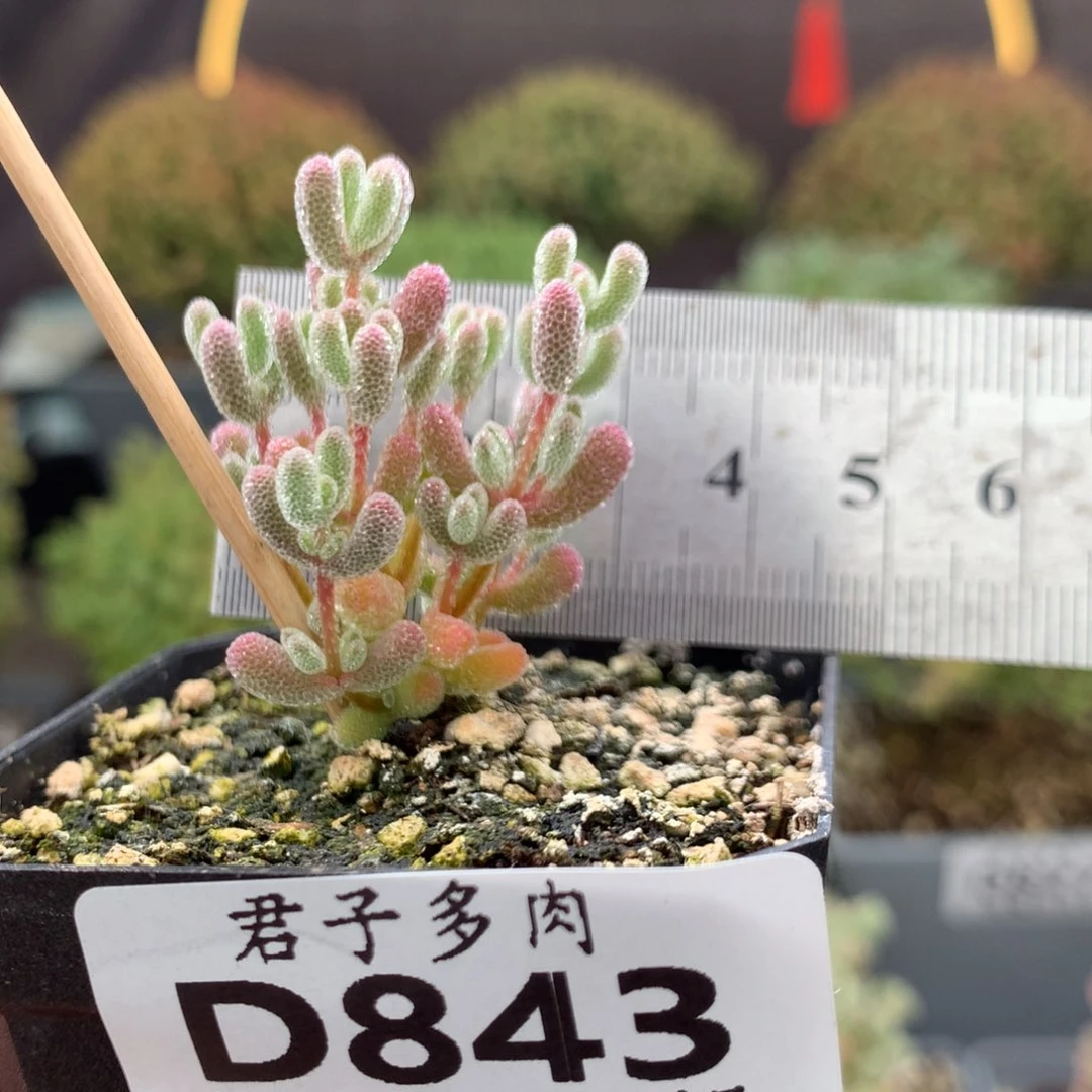 843实生冰晶小苗。