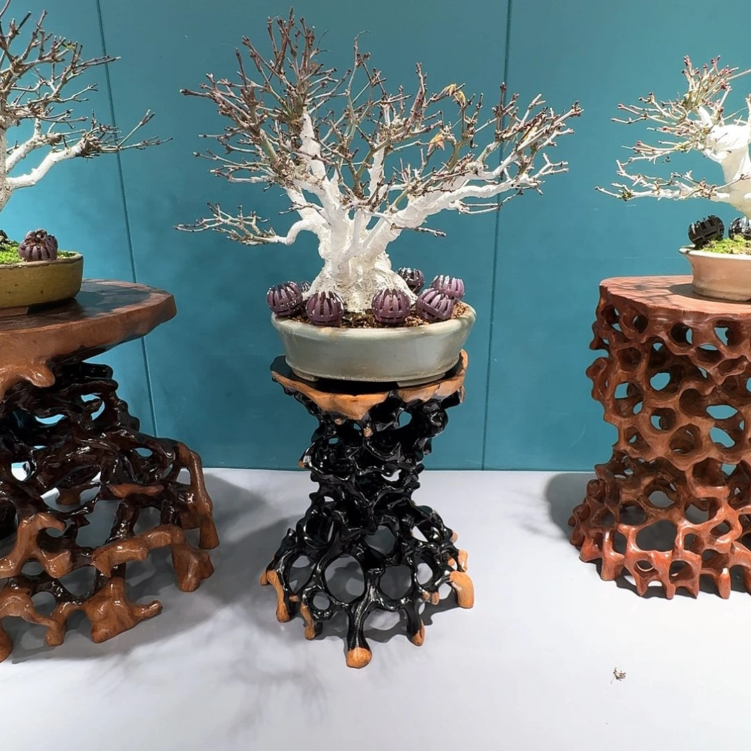 无花朵舞姬11111111