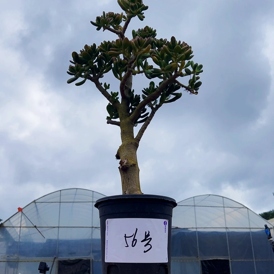 56号招财猫不带盆