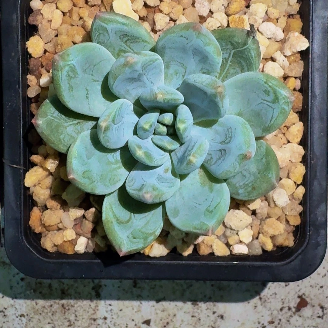 艾米丽 单头  一物一拍