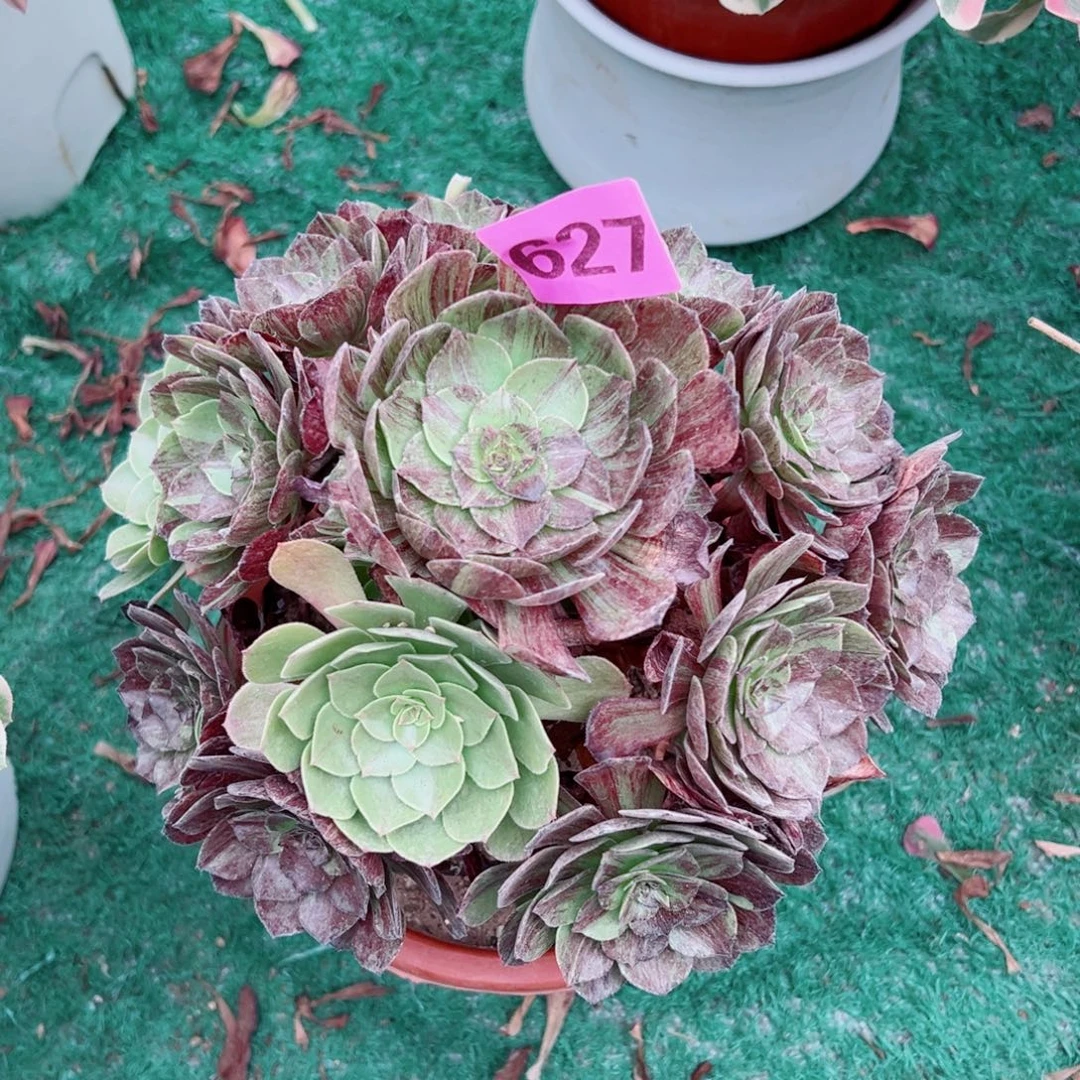 627墨染法师多肉植物