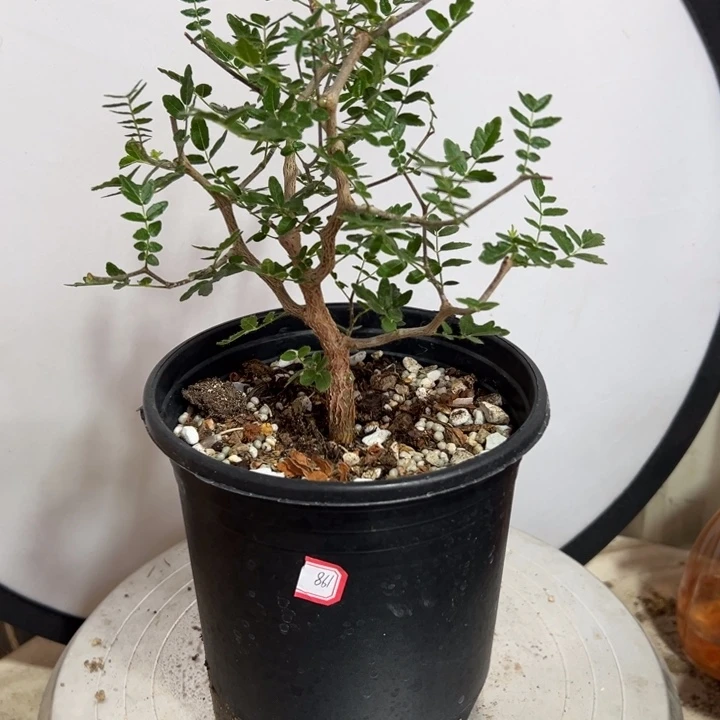 滔天橄榄带盆1111111