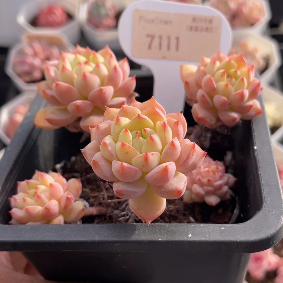 熊猫脸7111-8.5厘米