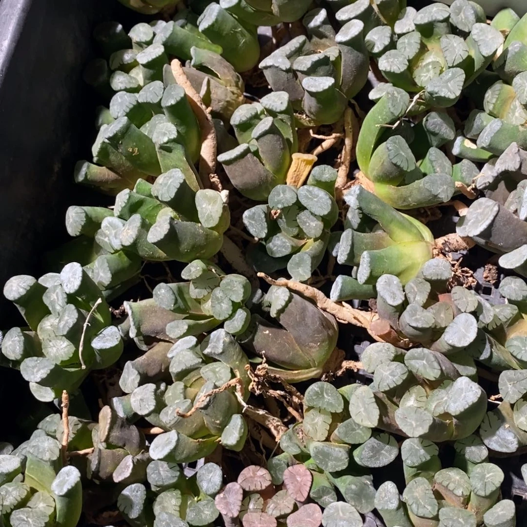 5147 一颗紫万象。超级618福利。