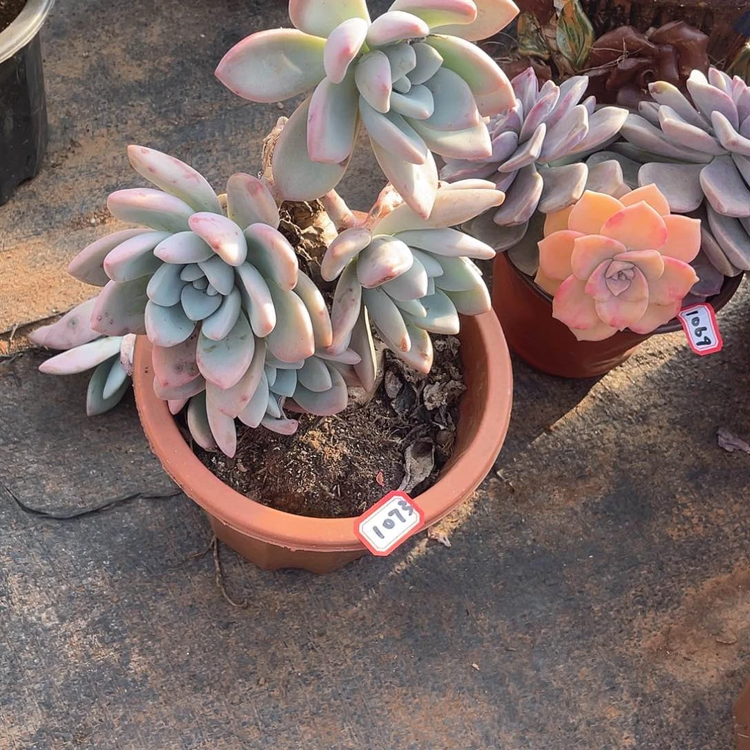 1073奥普 一物一拍多肉