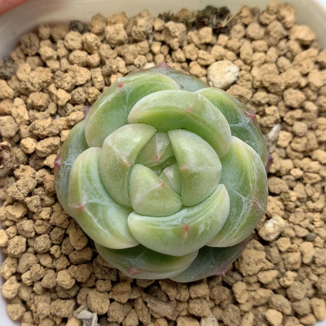 R132灯泡珍妮优选y y y y