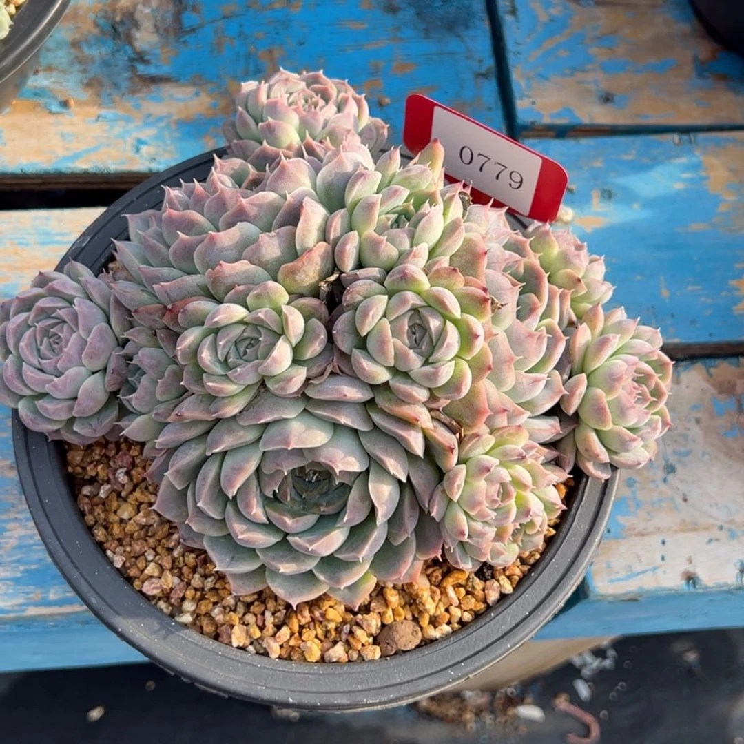 陌**开0779多肉多多多多多