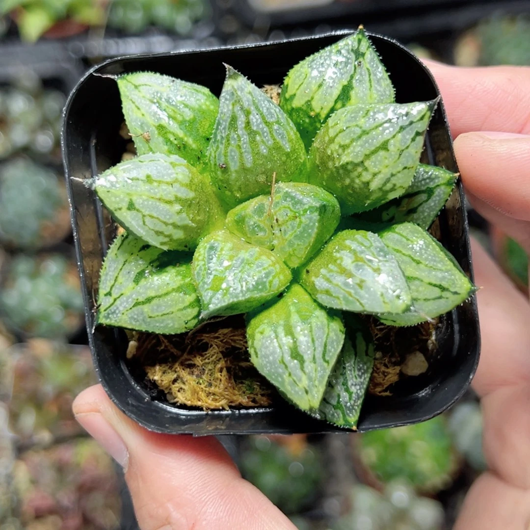 知*安2887多肉植物一颗