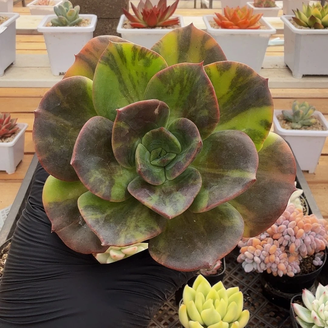 0915-82布鲁门卡锦单头