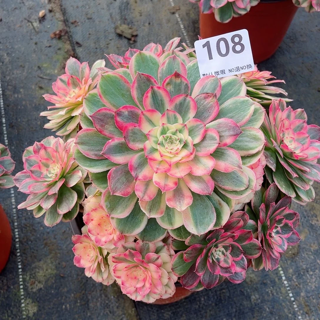 无花朵墨*多肉植物108海神