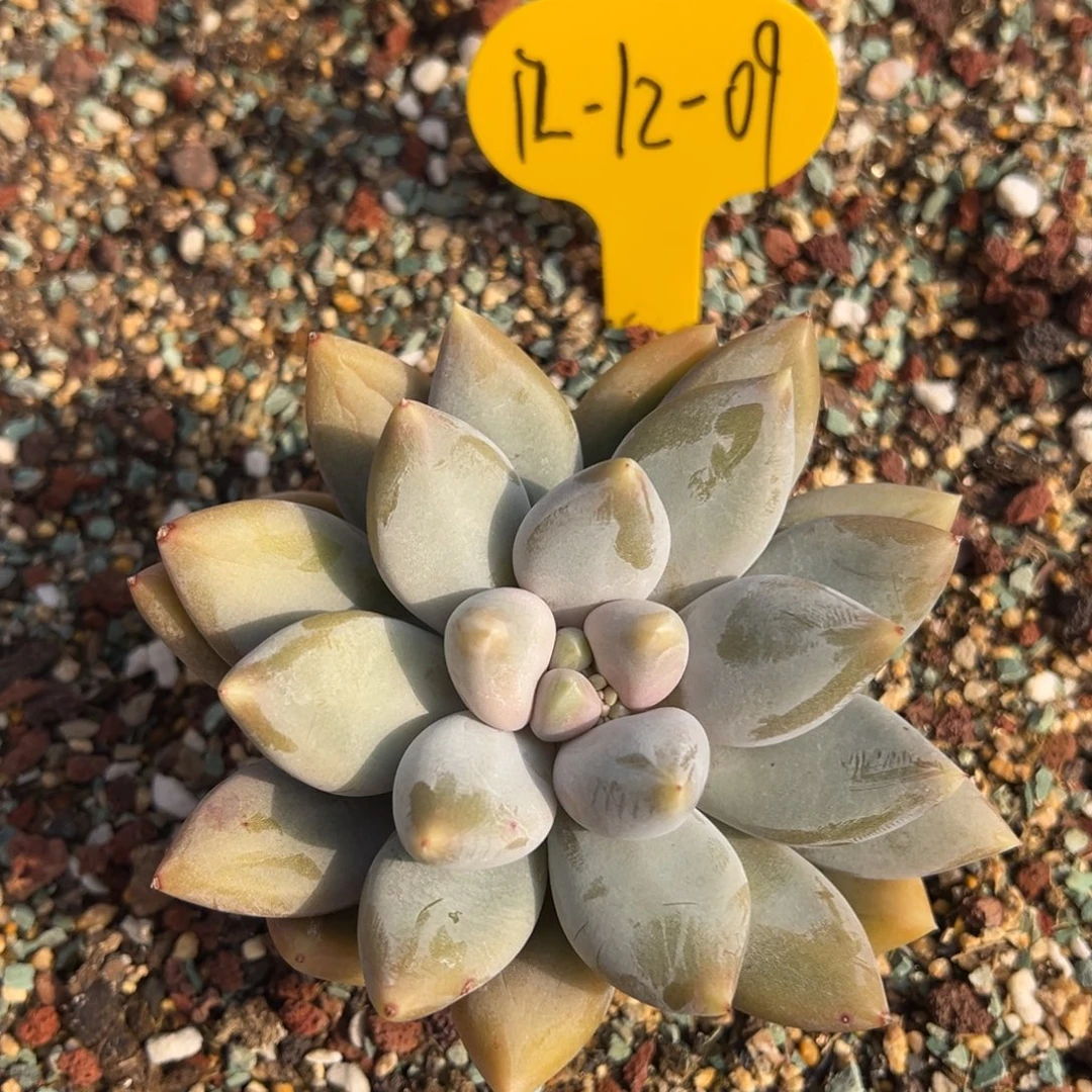 12-12-09哥特萝莉多肉植物