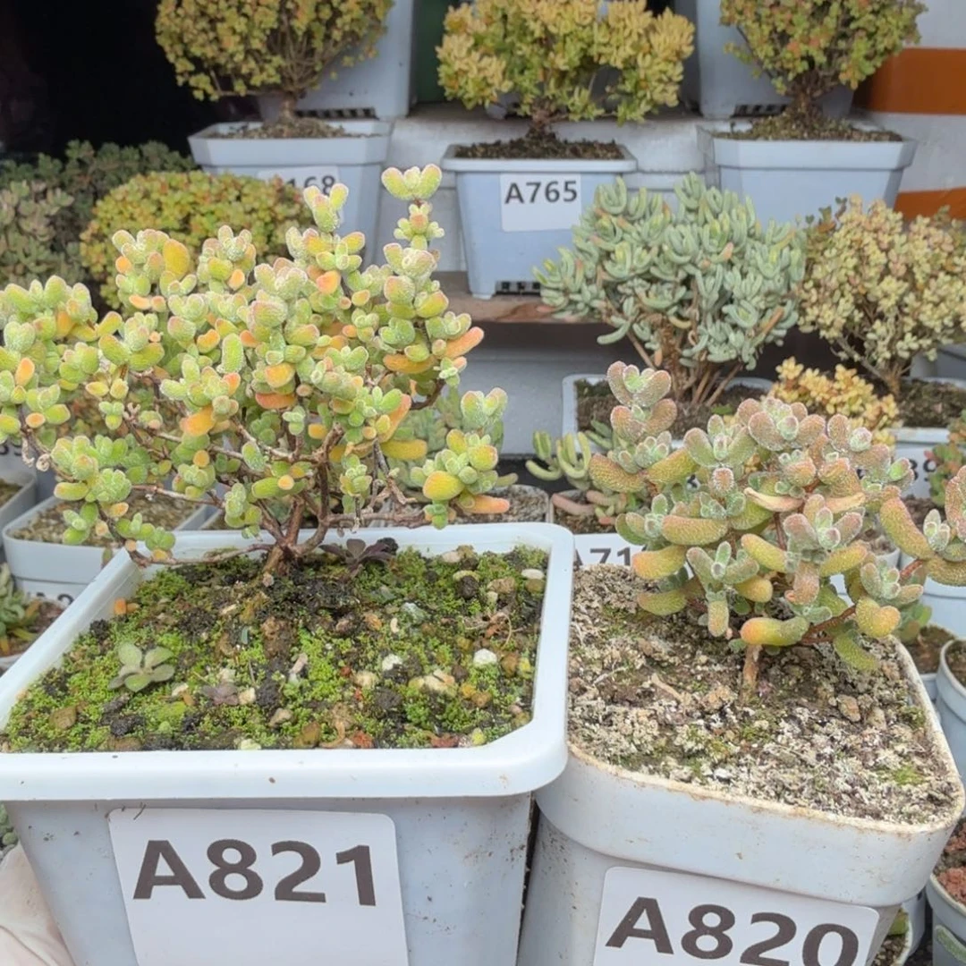 无***茗A820 821冰冰虾枝干福利