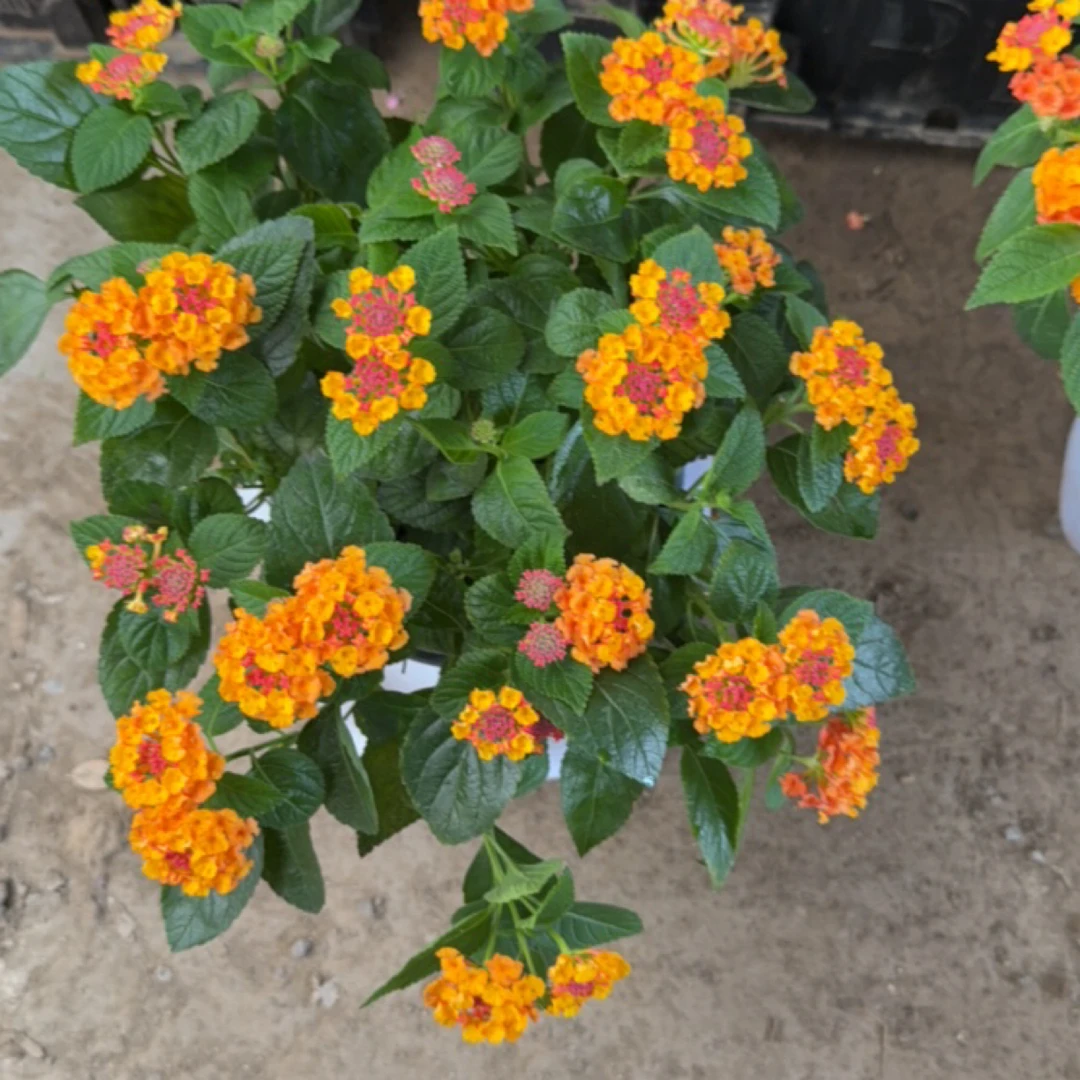 五色梅花卉盆栽耐热耐晒多年生四季开花好养驱蚊植物