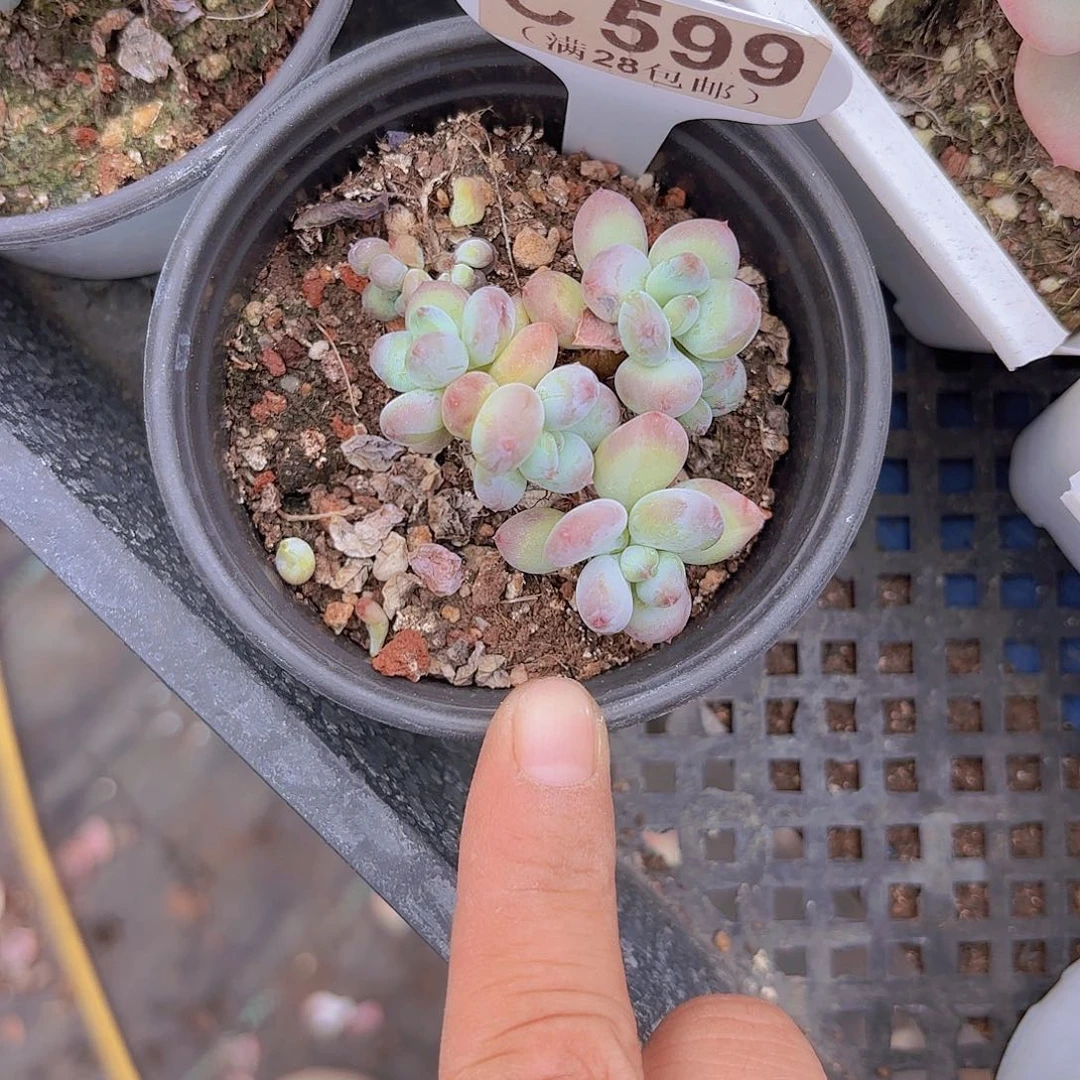 C599萤火虫一物一拍