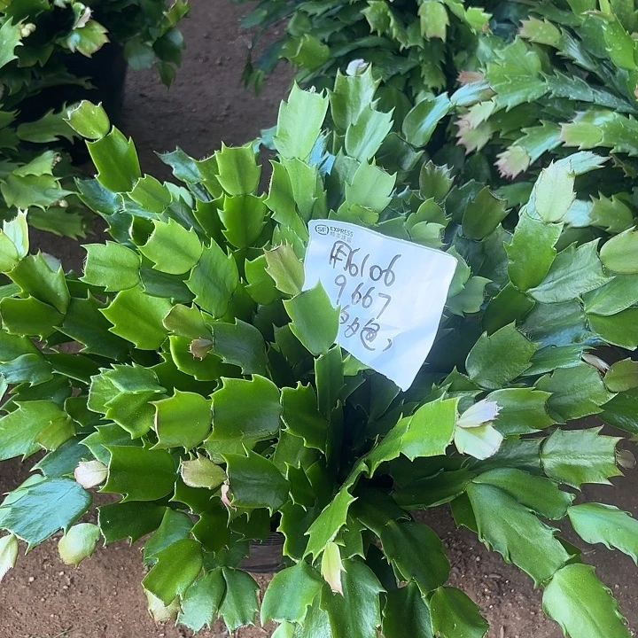 用***0当前无花栽培后可以开花