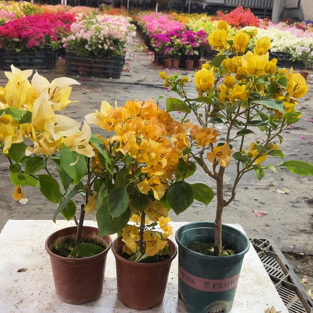 大部分花苞少量开放苏瓦娜，加州黄，柠檬黄