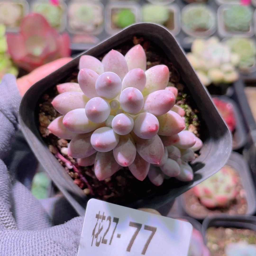 花利美27-77婴儿手指