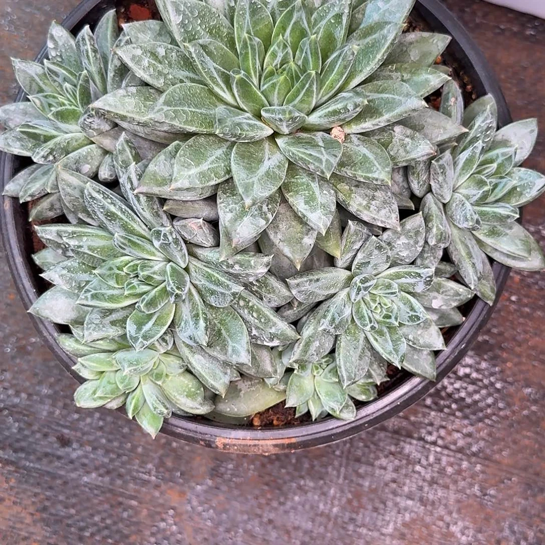 子****美人多肉植物寄养