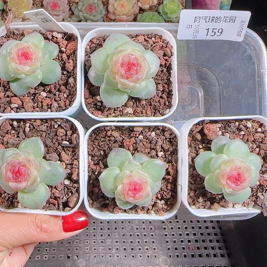 1026-159紫烟任意发一物