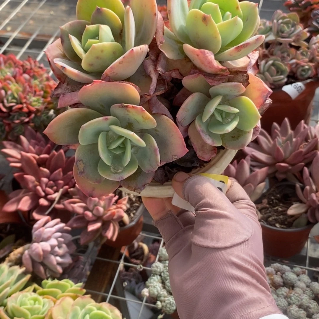 602白凤多头一物一拍