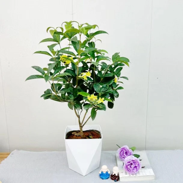 四季桂花树苗浓香型当年开花好养易活适合阳台盆栽庭院种植