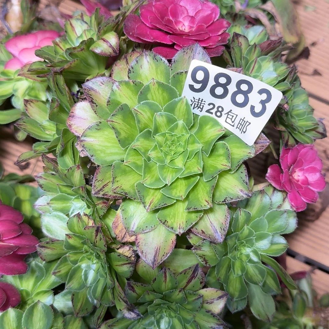 883 知否多肉植物无根