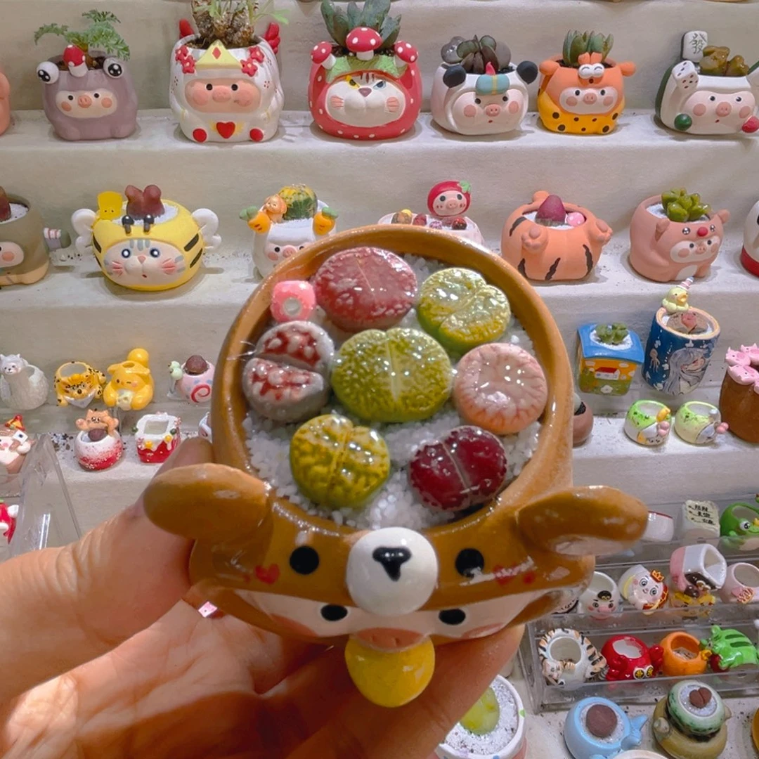 045高端多肉带盆土一套38