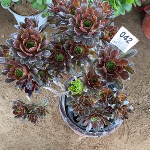 砍过灰发一物一拍