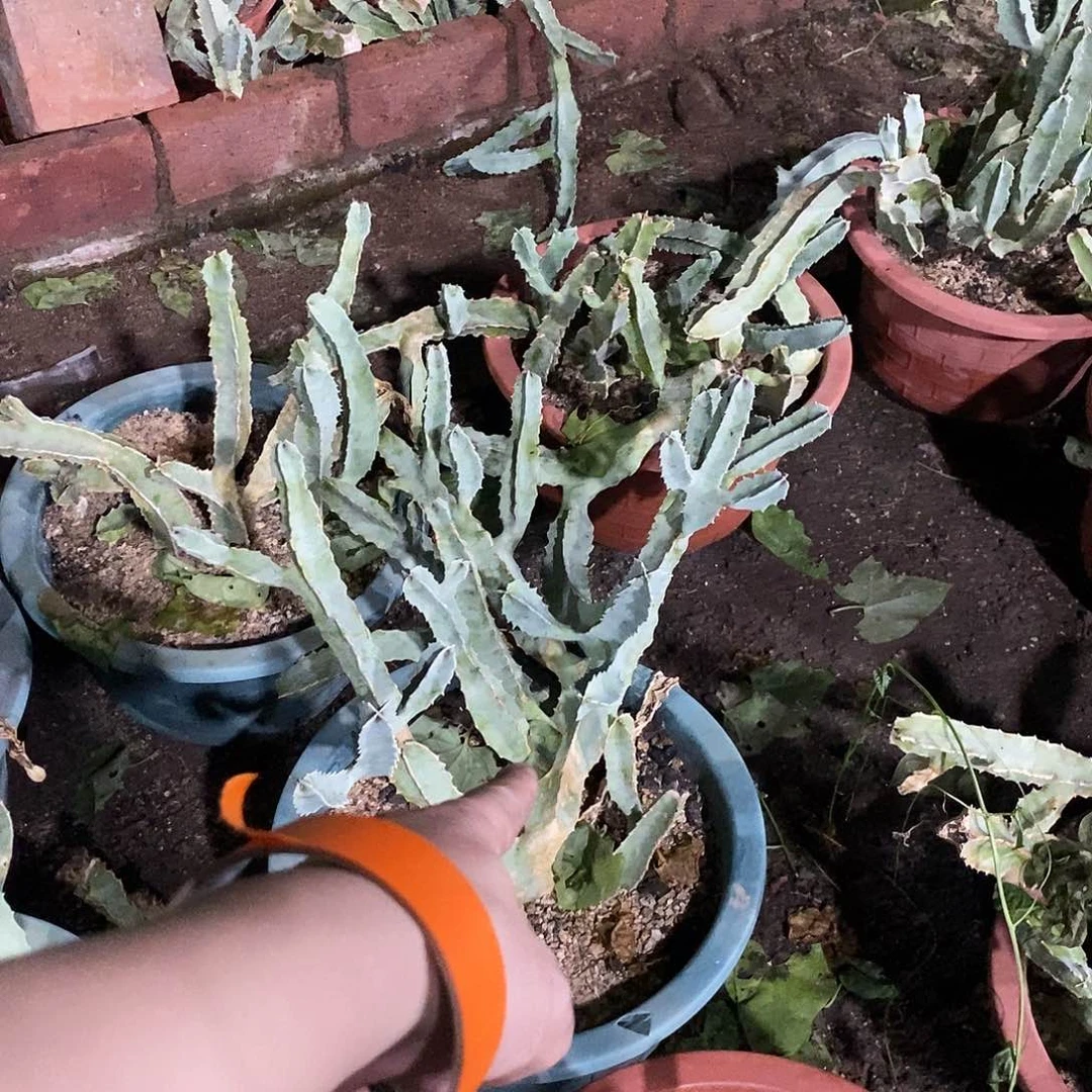 无花朵金**麻99000000000000